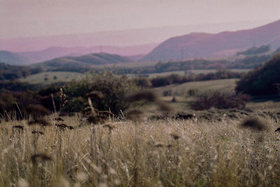 Scenic view of field against mountains