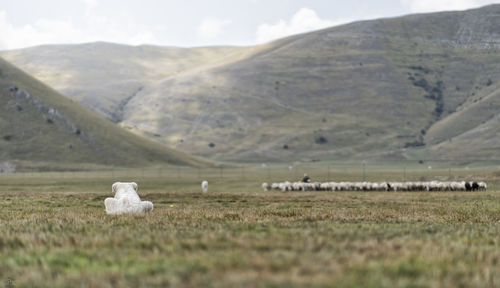 Dog relaxing on field