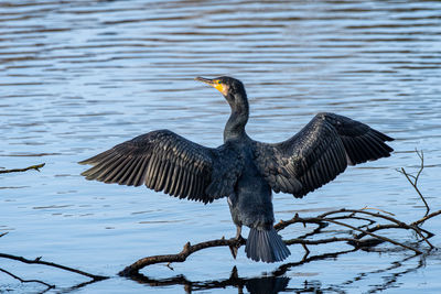 Birds in lake