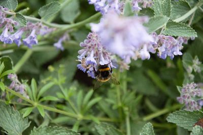 Close-up of bee pollinating on purple flower