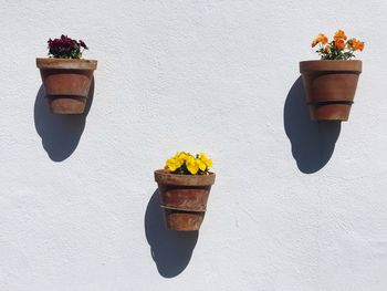 Potted plant against white wall