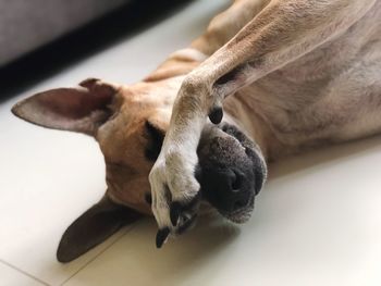 High angle view of dog sleeping at home