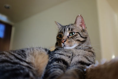 Close-up portrait of a cat at home