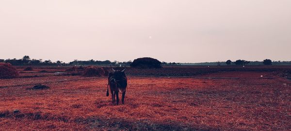 Full length of a horse on field