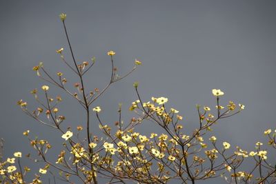 Low angle view of flowering plant against clear sky