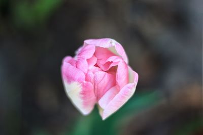 Close-up of pink rose