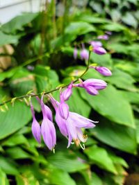 plant