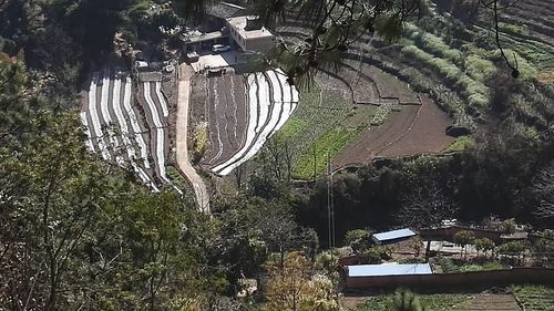 High angle view of trees in forest