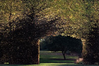 Trees on grass