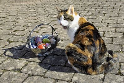 Cat sitting by easter eggs in container on street