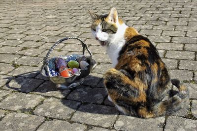 Cat looking away
