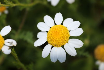 Close-up of white daisy flower