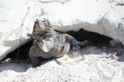 View of bird on rock