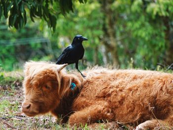 Close-up of bird perching on cow