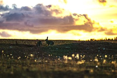 Scenic view of silhouette field against sky during sunset