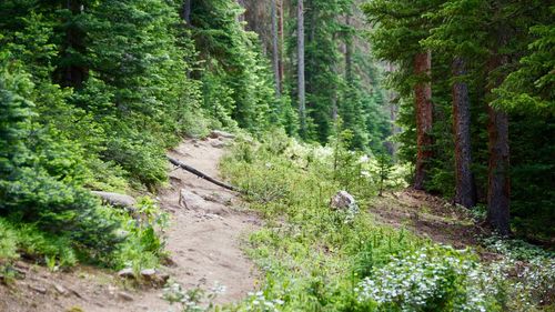 Pine trees in forest