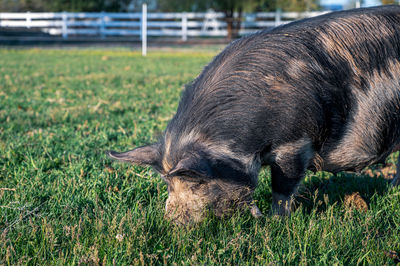 Close-up of a horse on field