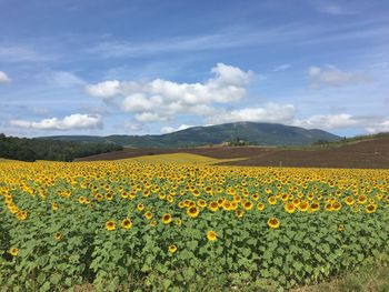 Scenic view of sunflower field against cloudy sky in umbria 