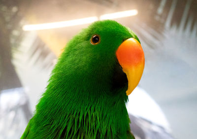 Close-up of electus parrot 