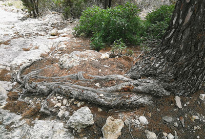 View of trees growing in forest