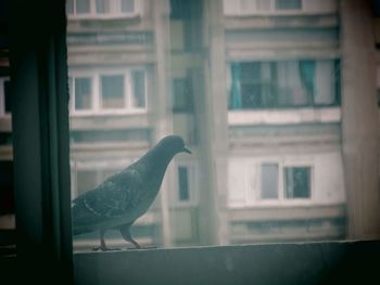 Close-up of bird perching on window