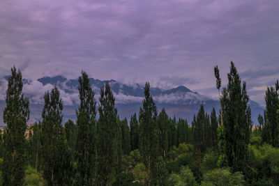 Panoramic view of trees against sky during sunset