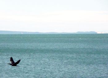 Bird flying over sea against sky