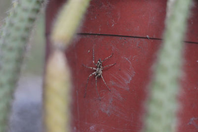 Close-up of insect