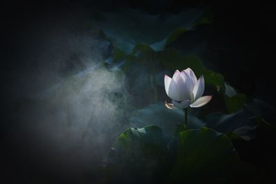 Close-up of white lotus water lily