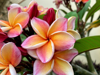 Close-up of pink frangipani flowers