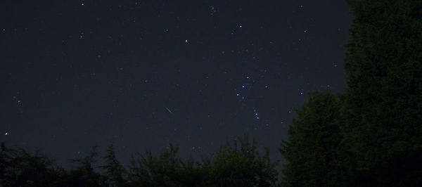 Low angle view of trees against sky at night