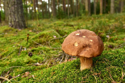 Close-up of mushroom growing on field