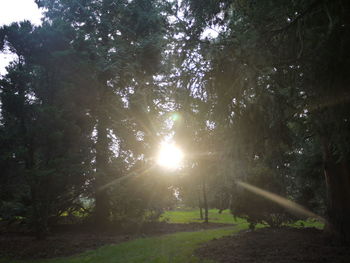 Low angle view of trees in forest