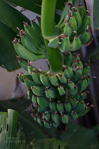 Close-up of cactus growing on plant