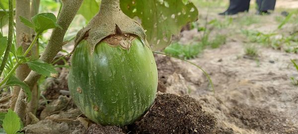 Close-up of fresh vegetables on field