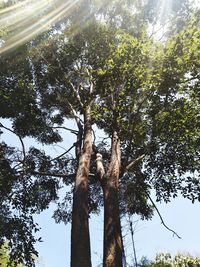 Low angle view of trees against sky