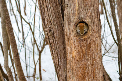 Red squirrel peeks out of hole in tree trunk