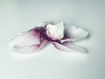 Close-up of rose over white background