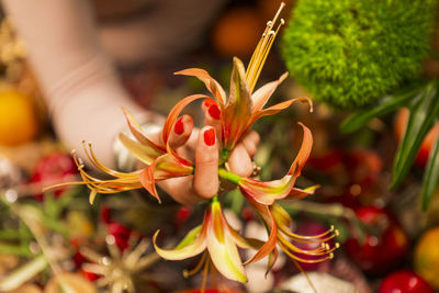 Close-up of red flowering plant