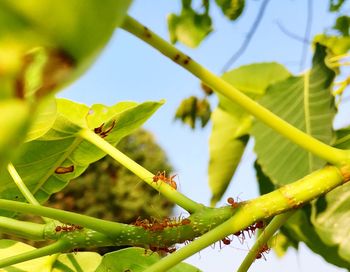 Close-up of insect on plant