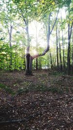 Trees in forest