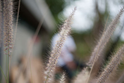 Close-up of succulent plant