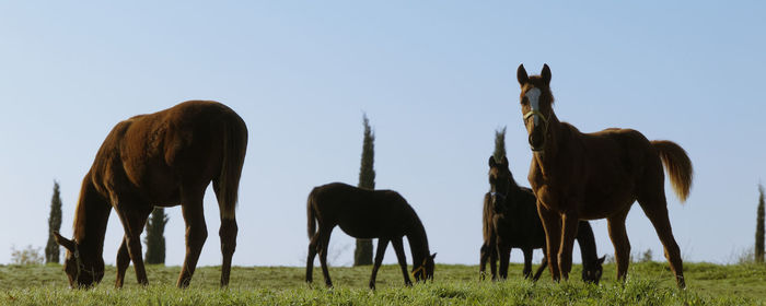 Sheep grazing on field