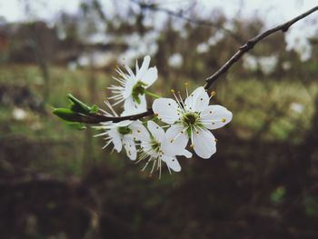 Close-up of white flowers