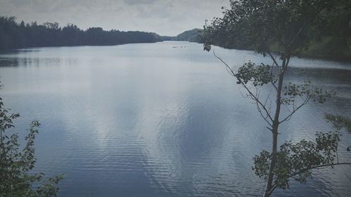 Reflection of trees in water