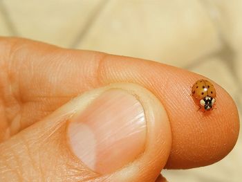 Close-up of yellow ladybug on finger