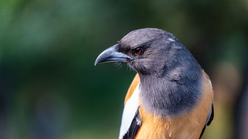 Close-up of a bird