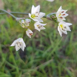 Close-up of white flowering plant