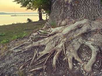 Close-up of tree trunk