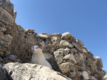 Low angle view of bird on rock against clear blue sky